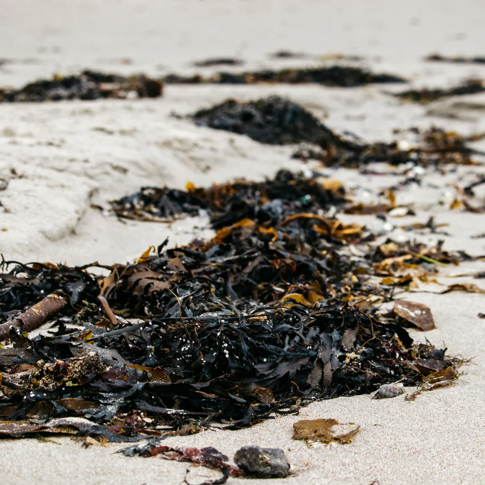 Tin Sea Salt - Image 5